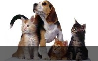 Cottages with animals.